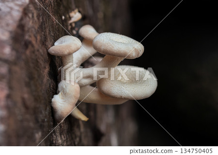 Cluster of Oyster Mushrooms Growing on Tree Bark with Natural Light, Textured Caps, and Copy Space for Fungal Biology Studies 134750405