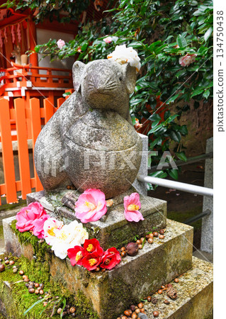 京都大豐神社：守護鼠與美麗的山茶花（京都府京都市左京區） 134750438