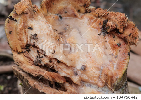 Cut Tree Stump with Fungal Growth and Insects, Displaying Decomposition and Decay in a Forest Environment, Ideal for Nature or Science Cut Tree Stump with Fungal Growth and Insects, Displaying Decomposition and Decay in a Forest Environment, Ideal for Nature or Science 134750442