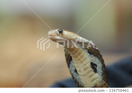 Cobra snake 134750461