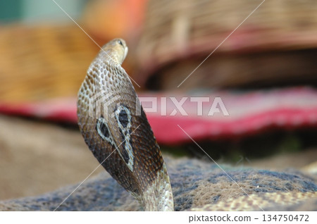 Cobra snake Cobra snake 134750472