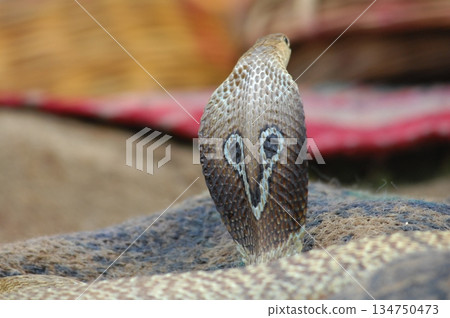 Cobra snake Cobra snake 134750473