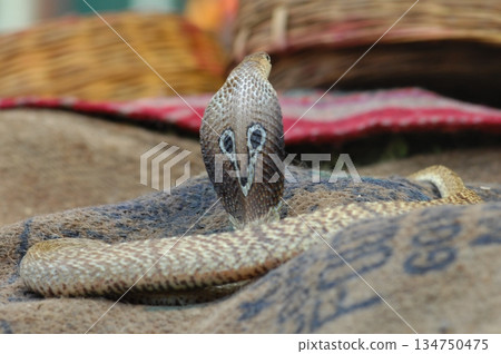 Cobra snake 134750475