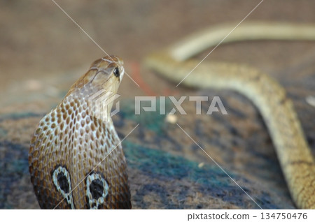 Cobra snake 134750476
