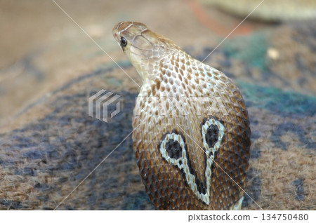 Cobra snake 134750480