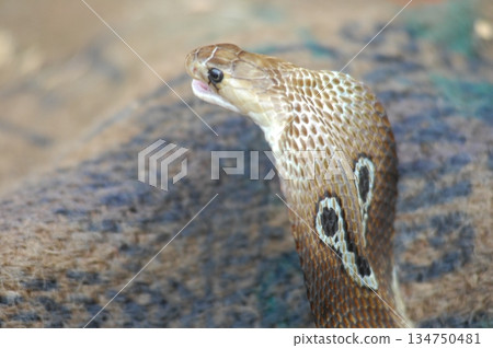 Cobra snake 134750481