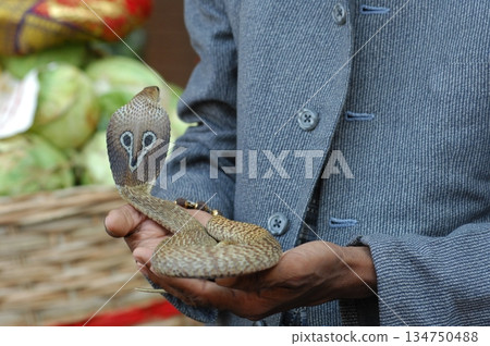 Cobra snake 134750488