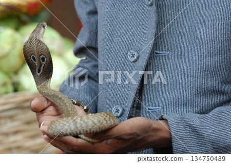 Cobra snake Cobra snake 134750489