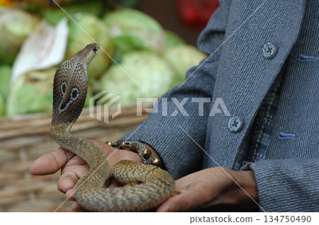 Cobra snake 134750490