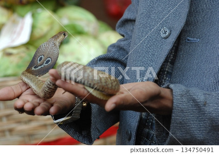 Cobra snake 134750491