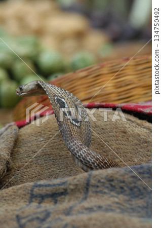 Cobra snake 134750492