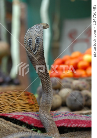 Cobra snake Cobra snake 134750495