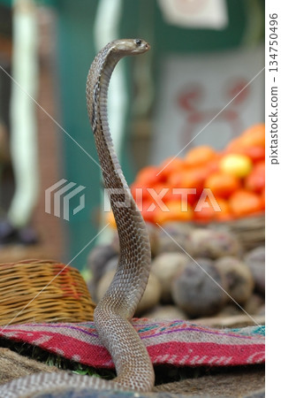 Cobra snake Cobra snake 134750496