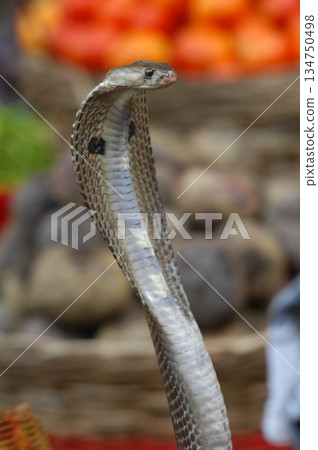 Cobra snake Cobra snake 134750498