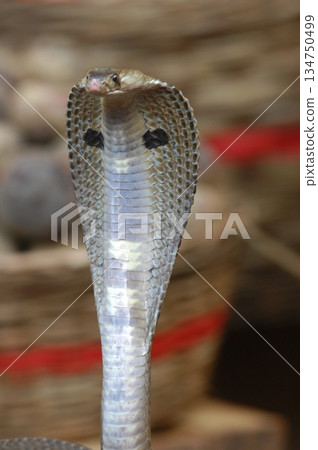 Cobra snake 134750499