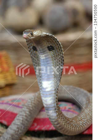 Cobra snake 134750500