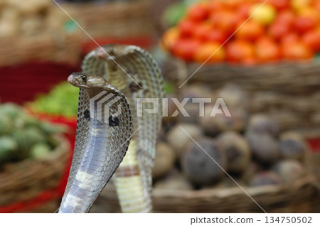 Cobra snake 134750502