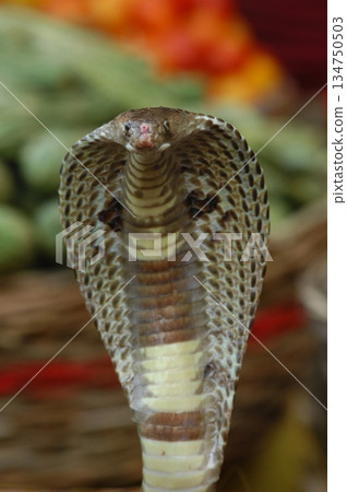 Cobra snake 134750503