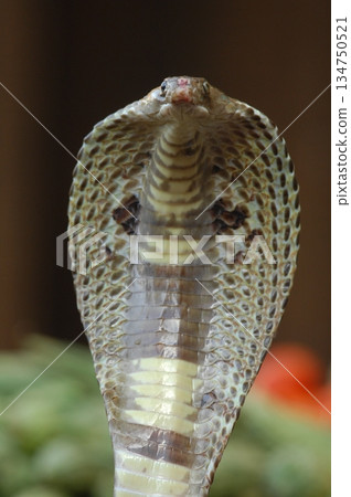 Macro shot of a cobra snake 134750521