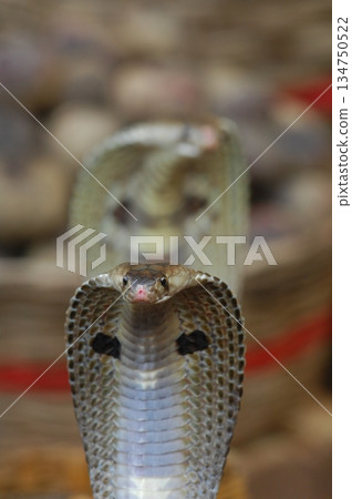 Macro shot of a cobra snake 134750522