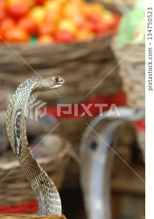 Macro shot of a cobra snake 134750523