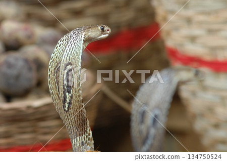 Macro shot of a cobra snake 134750524