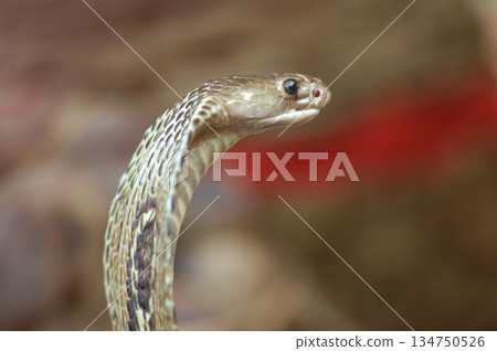 Macro shot of a cobra snake 134750526