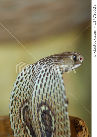 Macro shot of a cobra snake 134750528