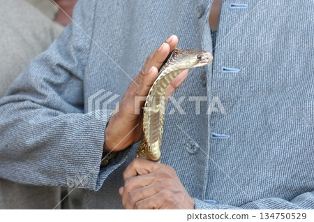 Macro shot of a cobra snake 134750529
