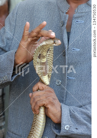 Macro shot of a cobra snake 134750530