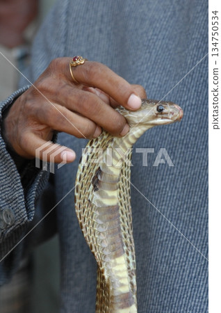 Macro shot of a cobra snake Macro shot of a cobra snake 134750534