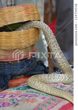 Macro shot of a cobra snake Macro shot of a cobra snake 134750536