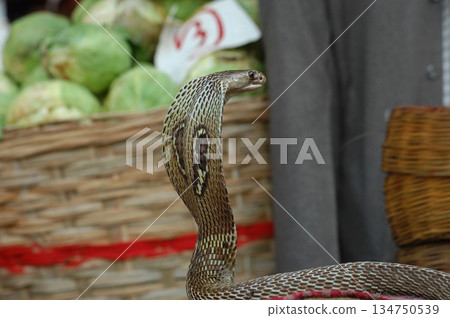 Macro shot of a cobra snake 134750539