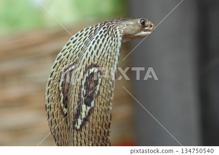 Macro shot of a cobra snake 134750540