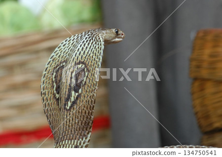 Macro shot of a cobra snake 134750541