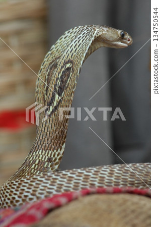 Macro shot of a cobra snake 134750544