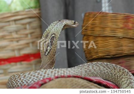 Macro shot of a cobra snake Macro shot of a cobra snake 134750545