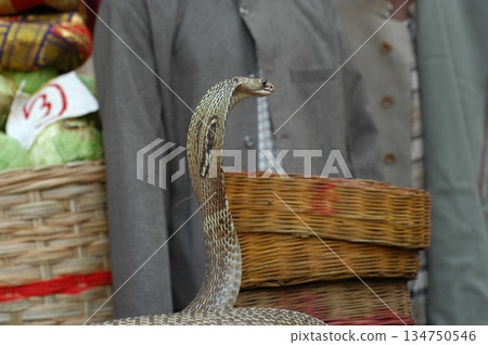 Macro shot of a cobra snake 134750546