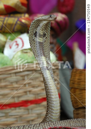 Macro shot of a cobra snake Macro shot of a cobra snake 134750549