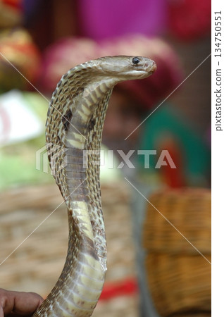 Macro shot of a cobra snake Macro shot of a cobra snake 134750551