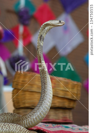Macro shot of a cobra snake 134750555