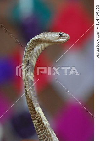 Macro shot of a cobra snake 134750559