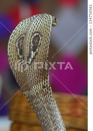 Macro shot of a cobra snake Macro shot of a cobra snake 134750561