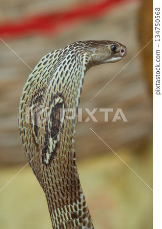 Macro shot of a cobra snake Macro shot of a cobra snake 134750568