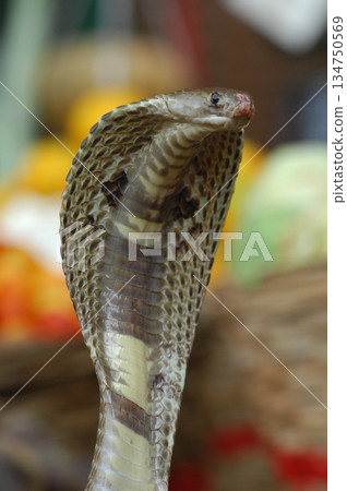 Macro shot of a cobra snake Macro shot of a cobra snake 134750569