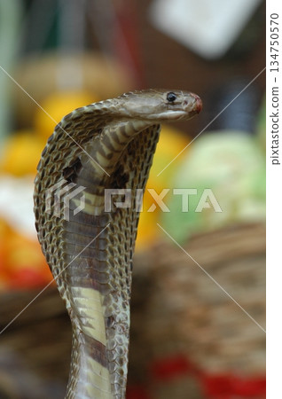 Macro shot of a cobra snake 134750570