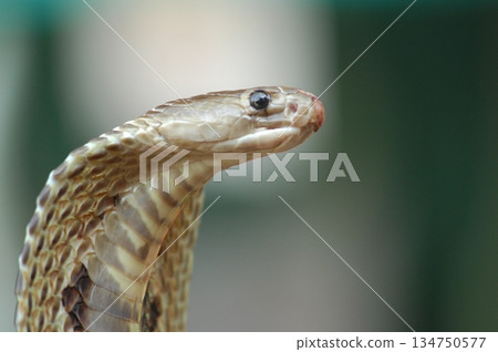 Cobra snake 134750577