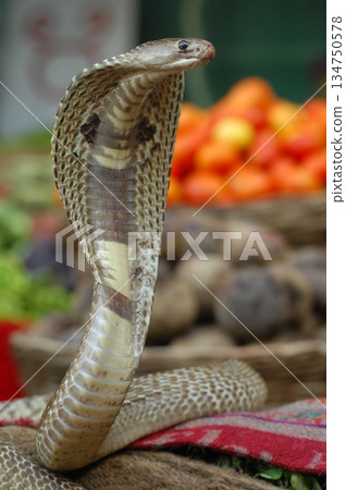 Cobra snake 134750578