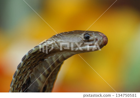 Cobra snake Cobra snake 134750581