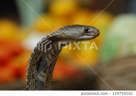 Cobra snake Cobra snake 134750582